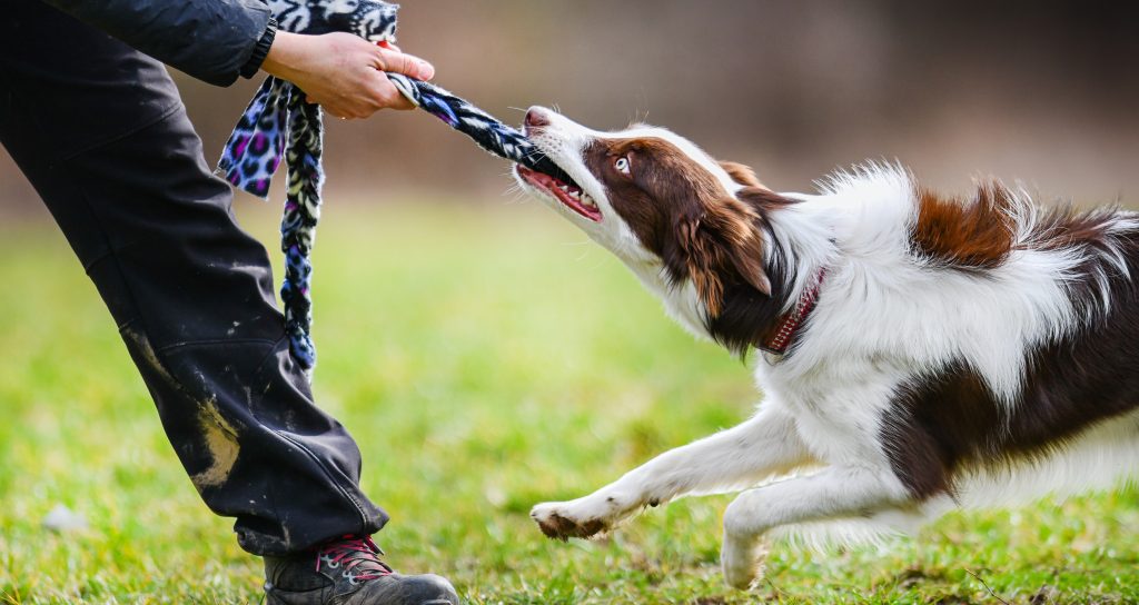 border collie tugging with handler using delayed reinforcement outside the agility ring