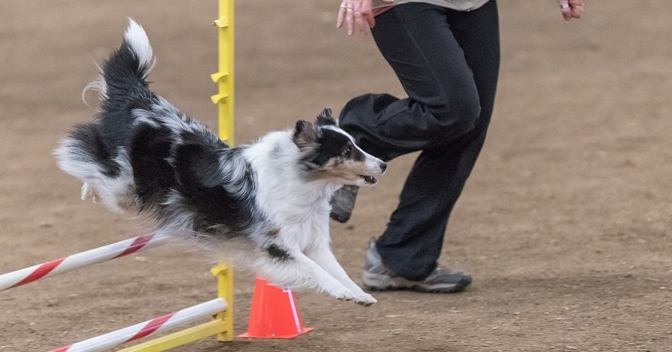 Sheltie jumping in AKC agility trial with handler running course