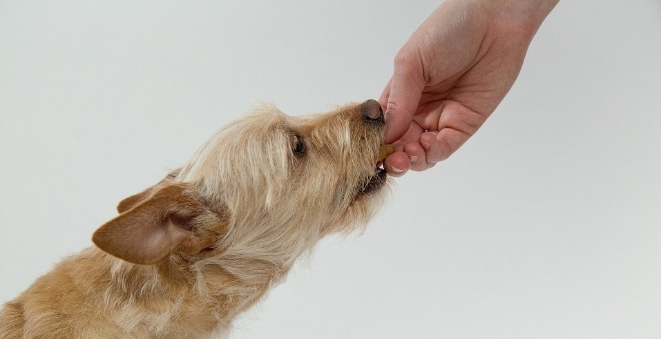 small brown dog eating treat out of owners hand