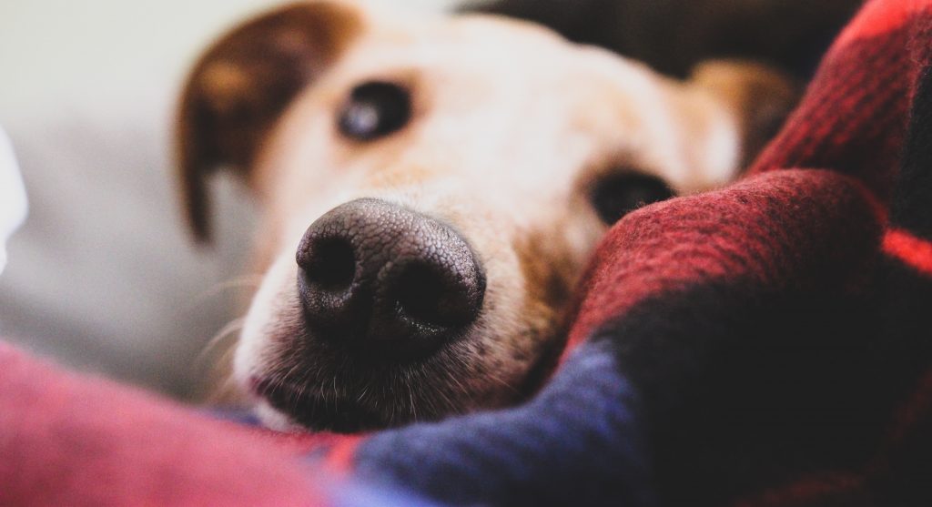 brown dog pokes nose through blanket