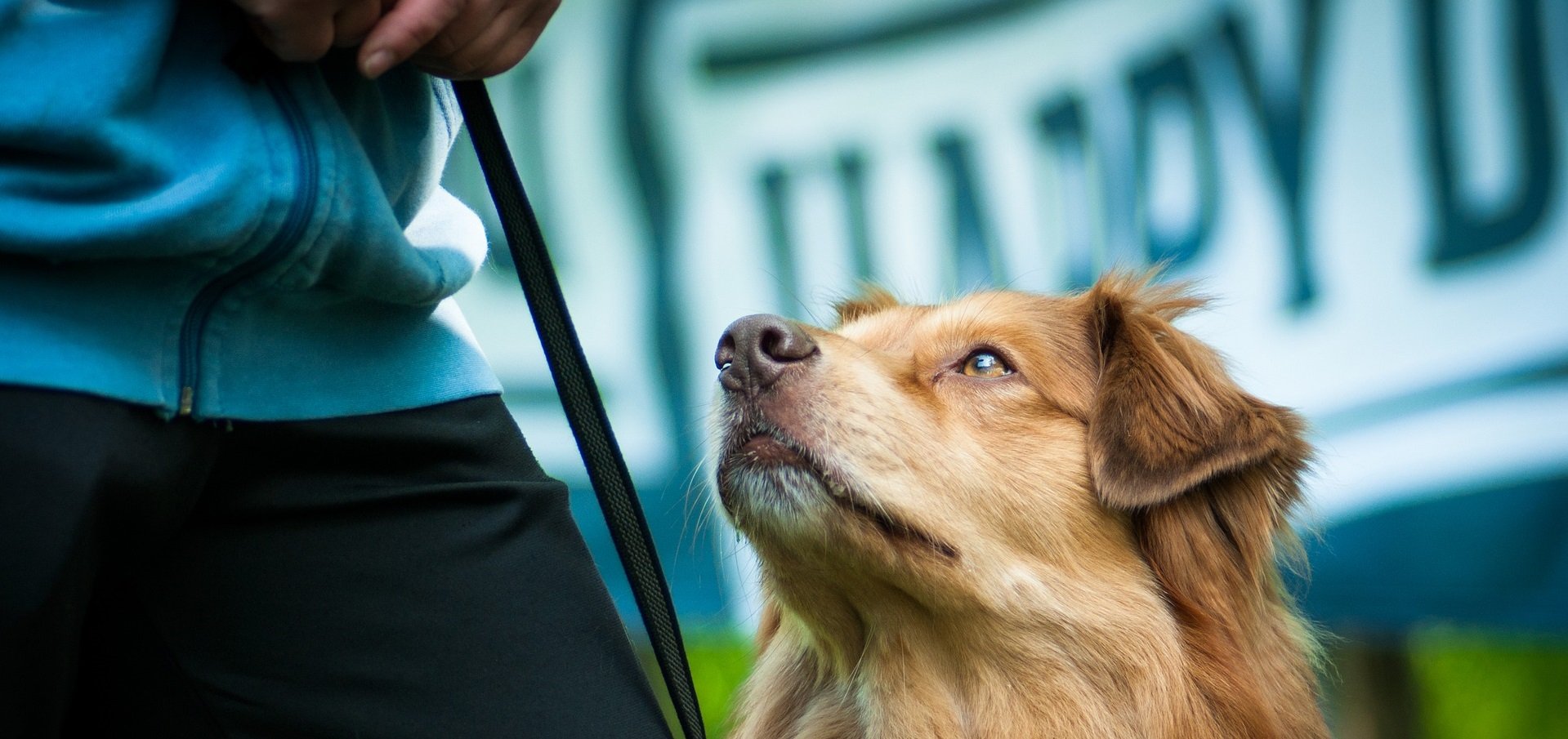 australian shepherd looks up at owner holding leash