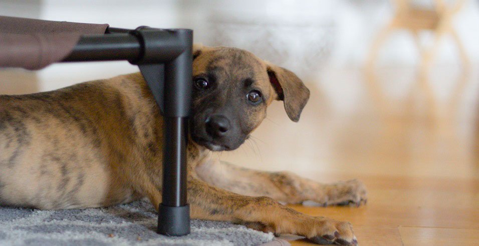 red brindle whippet puppy peeks out from under a cot